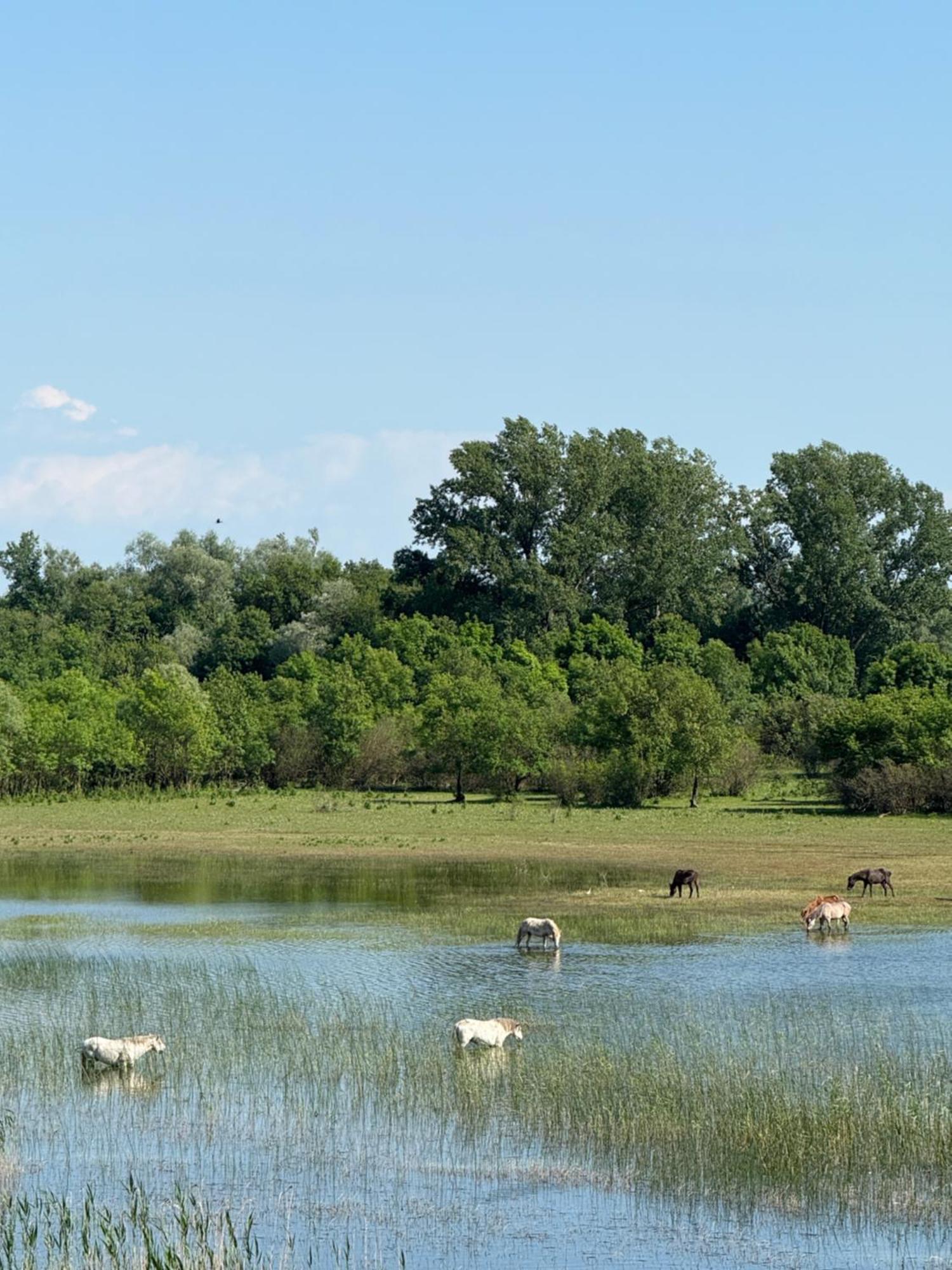 Lake Skadar Paradise Dodosi Εξωτερικό φωτογραφία
