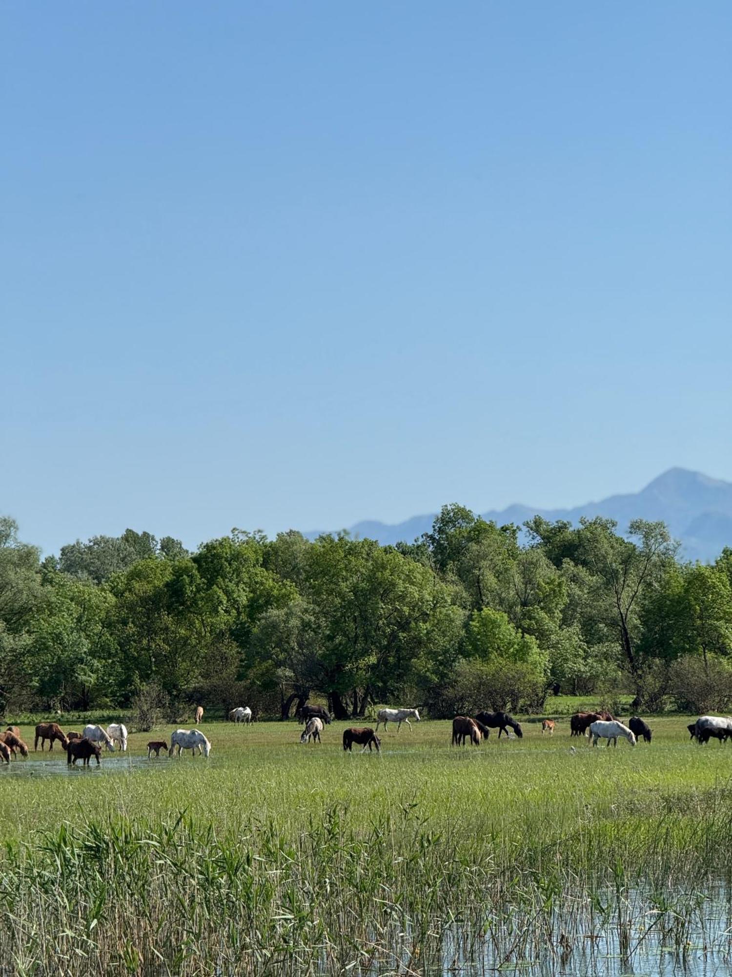 Lake Skadar Paradise Dodosi Εξωτερικό φωτογραφία
